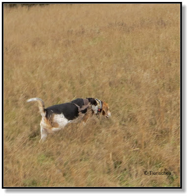 bei dem Wetter jagt man doch keinen Hund vor die Tür