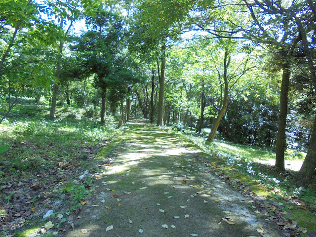 弥生の森の遊歩道