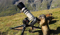 Fotos de encuentros entre fotógrafos y animales