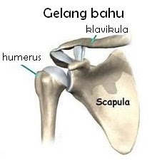 Catatan prestasi Guru Biologi Sistem rangka manusia