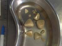 best diet for dogs with bladder stones