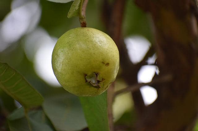 Amazing Health Benefits of Guava - Health-Teachers