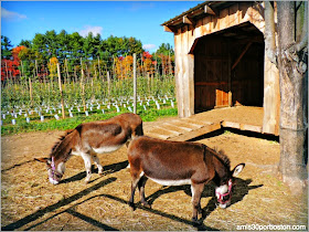 Cosecha de Manzanas: Shelburne Farm