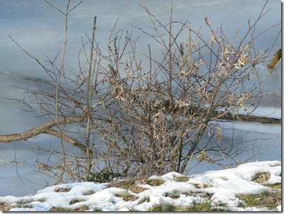 Le Tarn gelé 11-02-2012 14-59-49