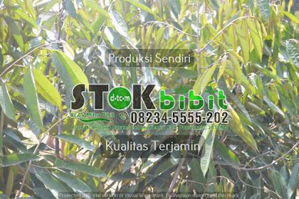 Pohon tangan budha bisa juga ditanam di dalam pot Dengan media dan cara perawatan yang sama cukup ditanam di dalam pot berdiameter minimal    cm Tinggi |  bibit jeruk dalam pot bibit jeruk jari budha