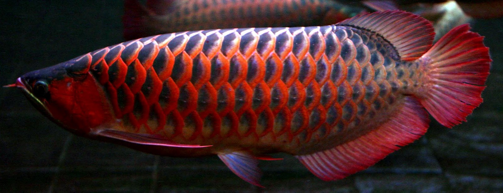 DRAGON FISH AROWANA  Several species of arowana 