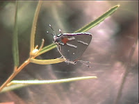 Bartram's Scrub-Hairstreak 