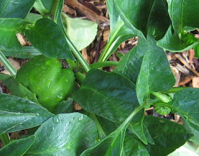 Sweet pepper beginnings