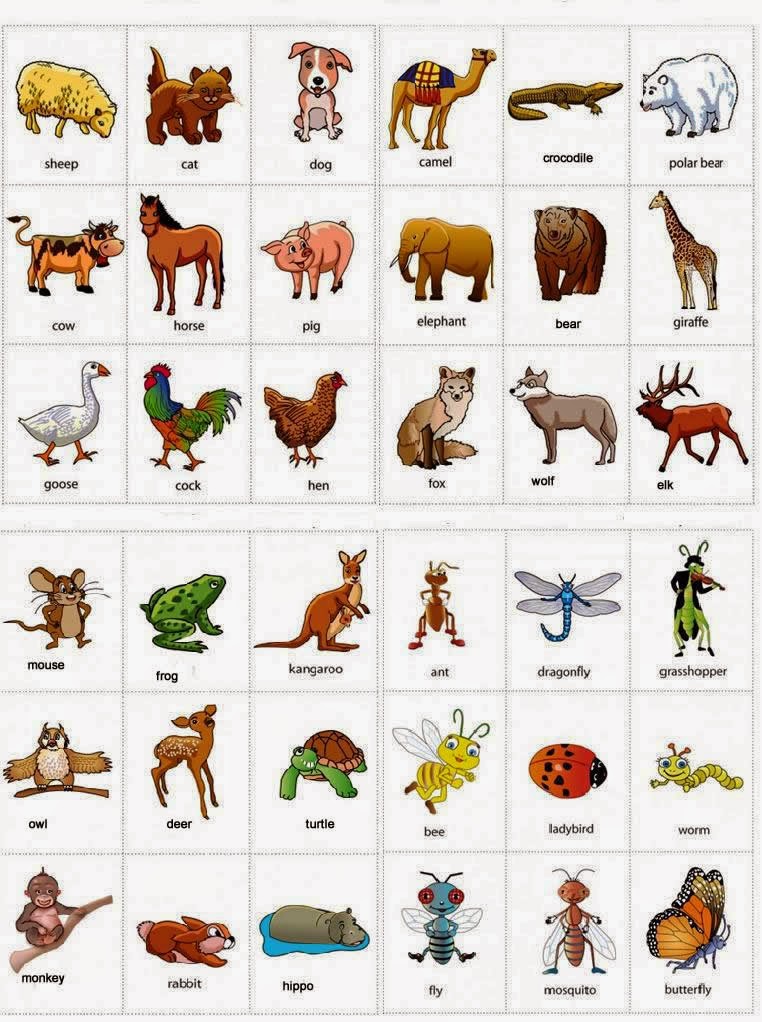 Terpopuler 24+ Nama Hewan Berkaki Dua Dalam Bahasa Inggris
