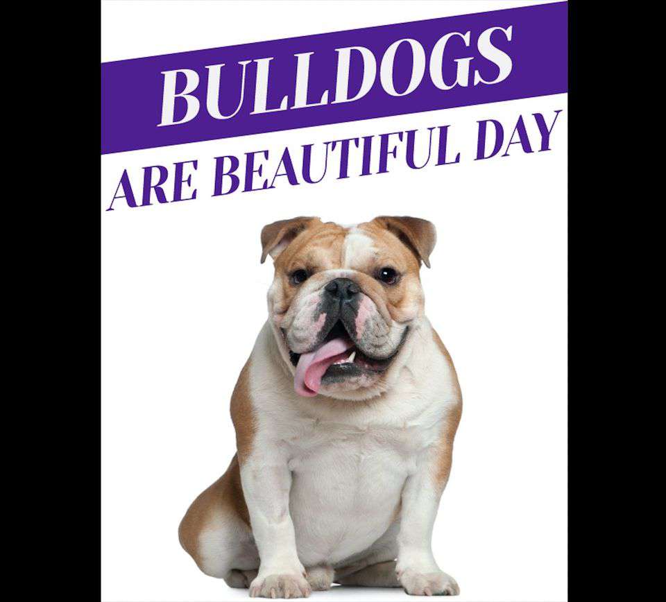 National Bulldogs Are Beautiful Day Wishes Lovely Pics