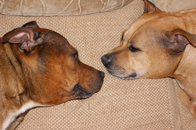 Staffie Puppies