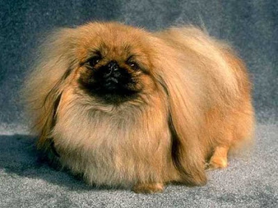 Pekingese 