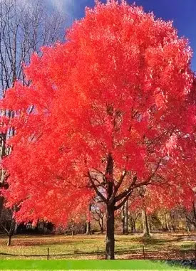 Red maple