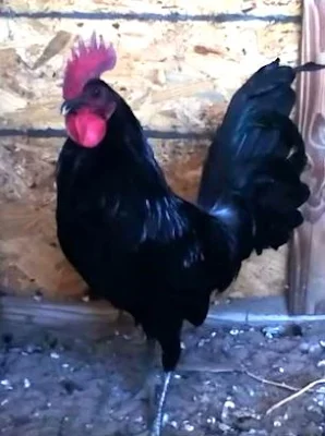  gallo roundheaded