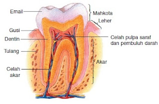 Bagian dari Gigi