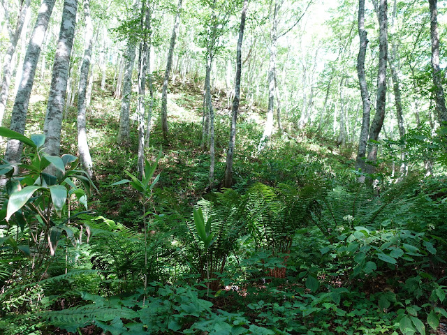 烏ヶ山登山道