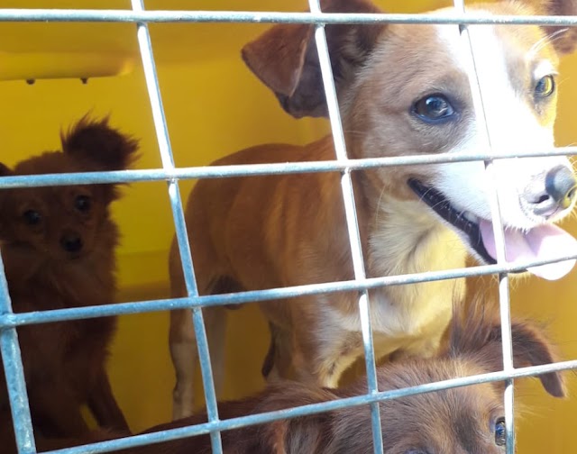 Consultas veterinárias gratuitas já ocorrem no Pet Container de Penha