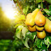 Pear Tree