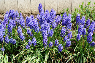 Grape hyacinth at Landis Valley Museum