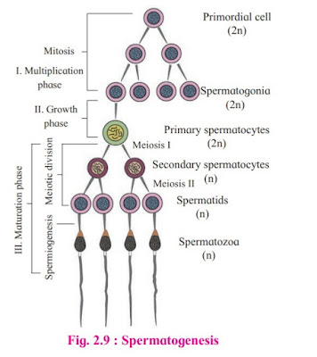 Spermatogenesis