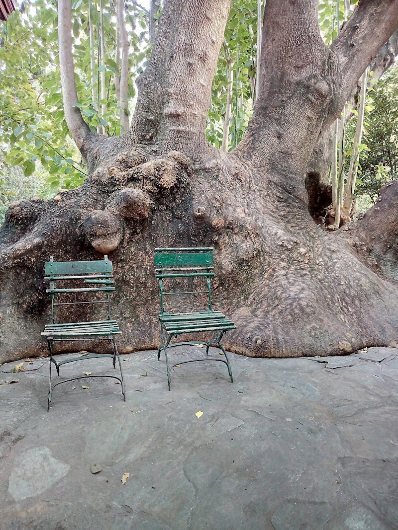 Two old  chairs ,a lot of memories inside.