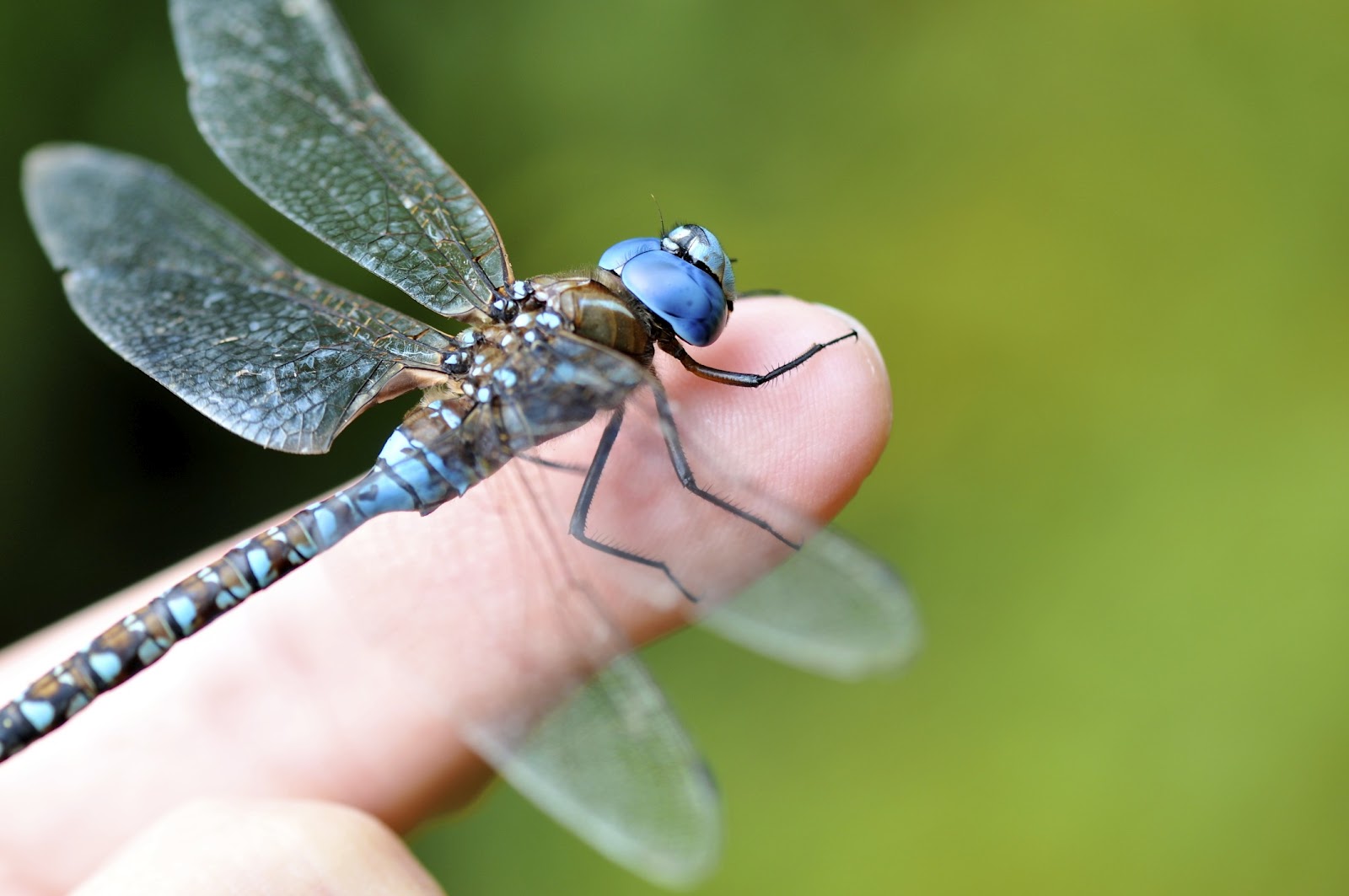 The Dragonfly Whisperer: Blue-eyed Darner