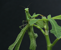 Praying Mantis Camouflaged