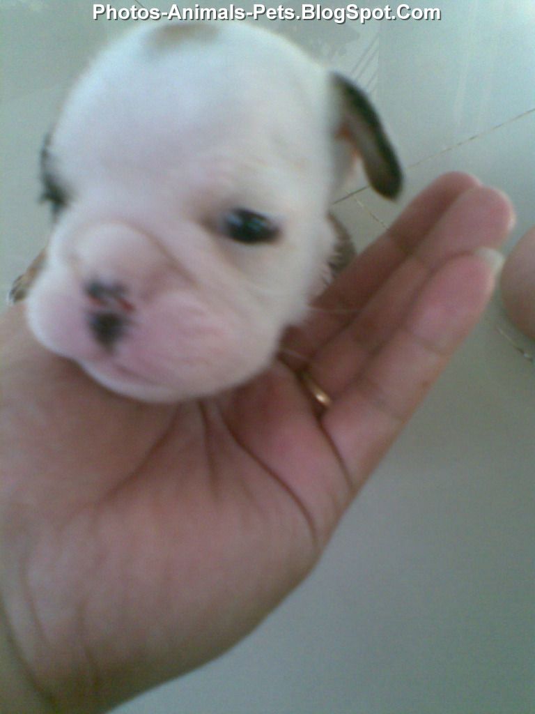 Baby bulldog puppies