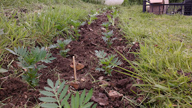 allotment growing in May