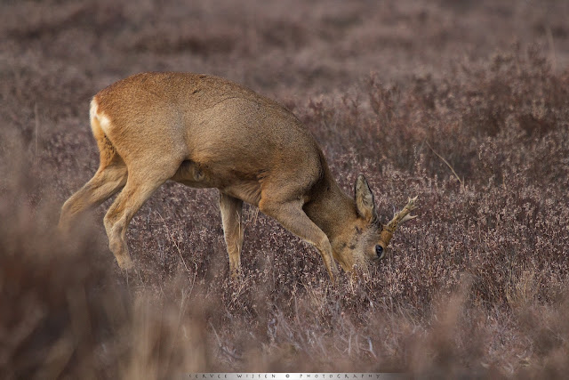 Ree (m) - Roe Deer (m) - Capreolus capreolus