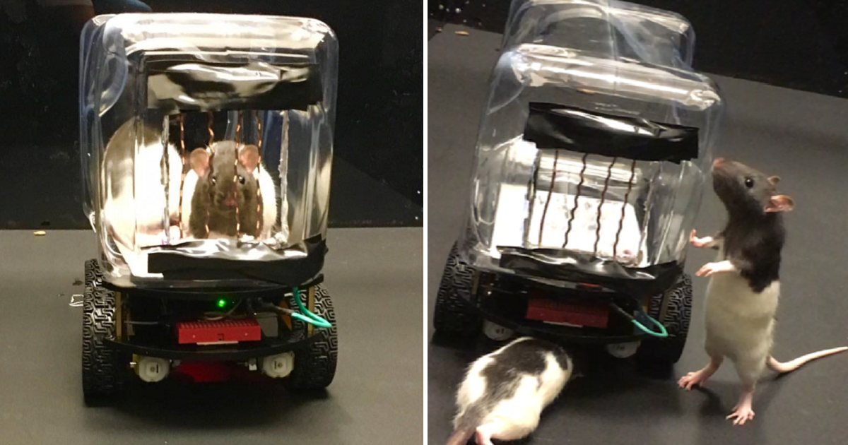 Rats Can Now Drive Tiny Cars To Pick Up Food
