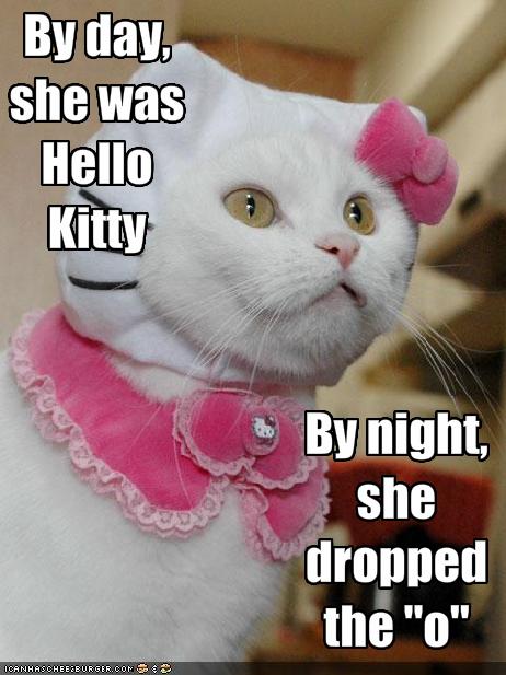 funny kitty. Hello Kitty Meowwwwwwww