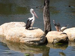 Pelican and Ibis