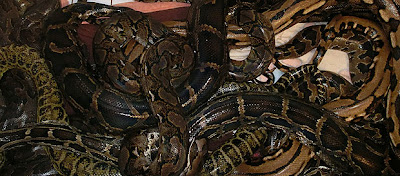 Man Found Dead In House Full Of Snakes