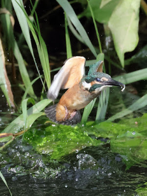 カワセミ幼鳥の水面飛出し 2/2 黒目川 Canon EOS R7にて撮影