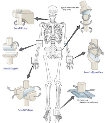 Macam-Macam Sendi Pada Manusia Berdasarkan Sifat Geraknya [Image by www.sridianti.com],