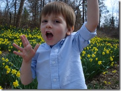 Daffodil_0075