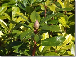 DSCF0247