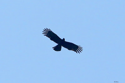 "Black Eagle - Ictinaetus malaiensis, uncommon, rare soaring in the Abu sky."