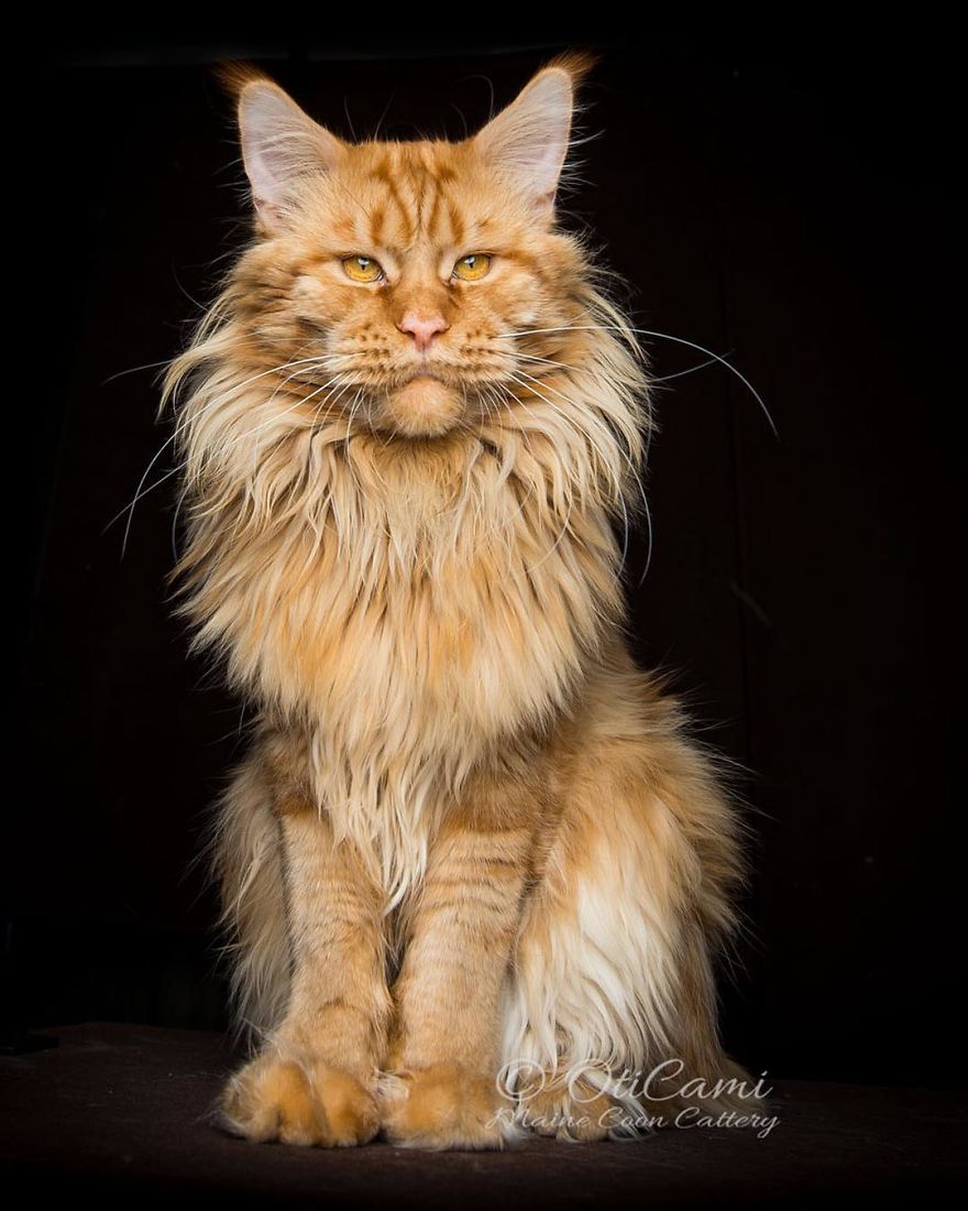 44 Breathtaking Pictures Show The Majestic Beauty Of Maine Coons