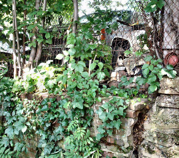 poison ivy vine in winter. poison ivy vine pictures. poison ivy vine in winter.