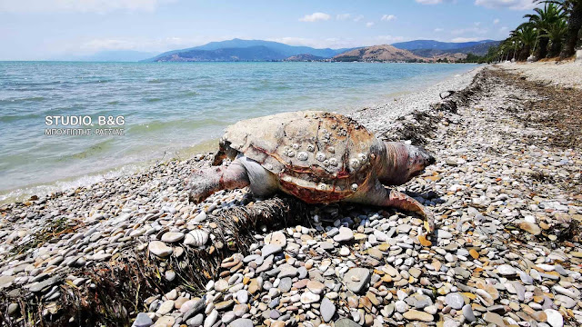 Αργολίδα: Νεκρή θαλάσσια χελώνα στην παραλία Νέας Κίου (βίντεο)