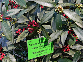Roślina rosnąca w Wojsławicach w arboretum.