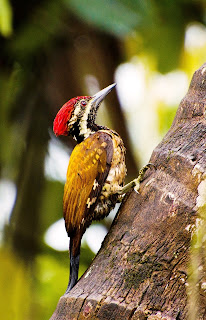 Black Rumped Flamebacks- Coorg, Western Ghats, India, Asia