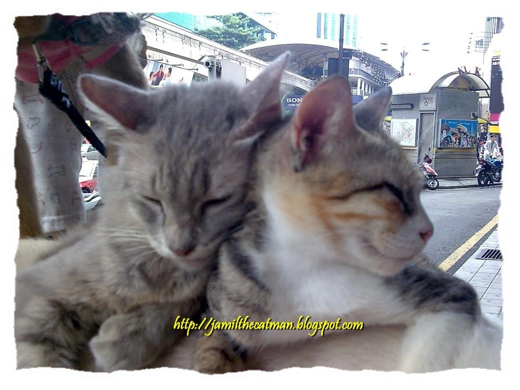 JKCR Cats Rescue ( JamilKucing Cats Rescue ): Tanda-kucing ...