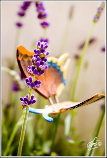 lavendel