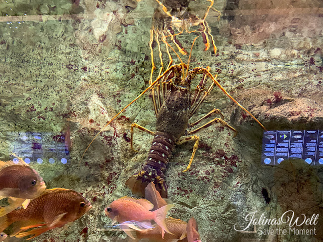 Zee Aquarium Bergen aan Zee Holland Languste