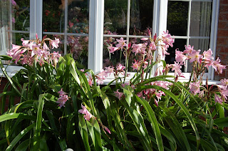 Crinum Powelli