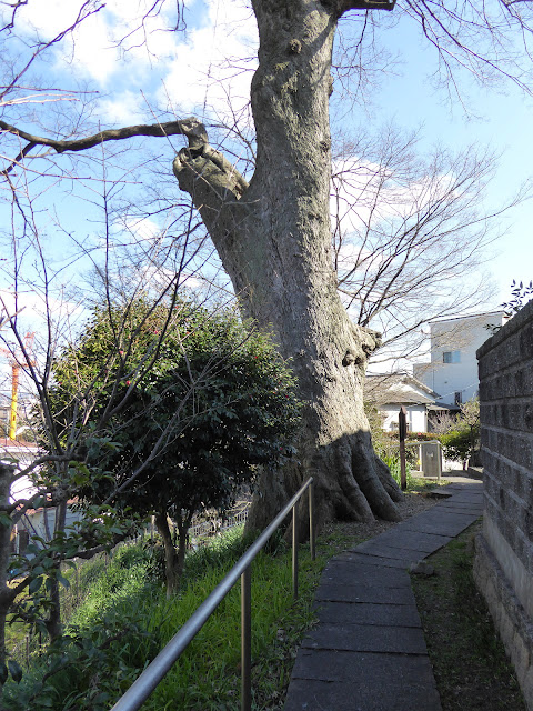 【大阪府指定天然記念物】枚方田中邸のムク