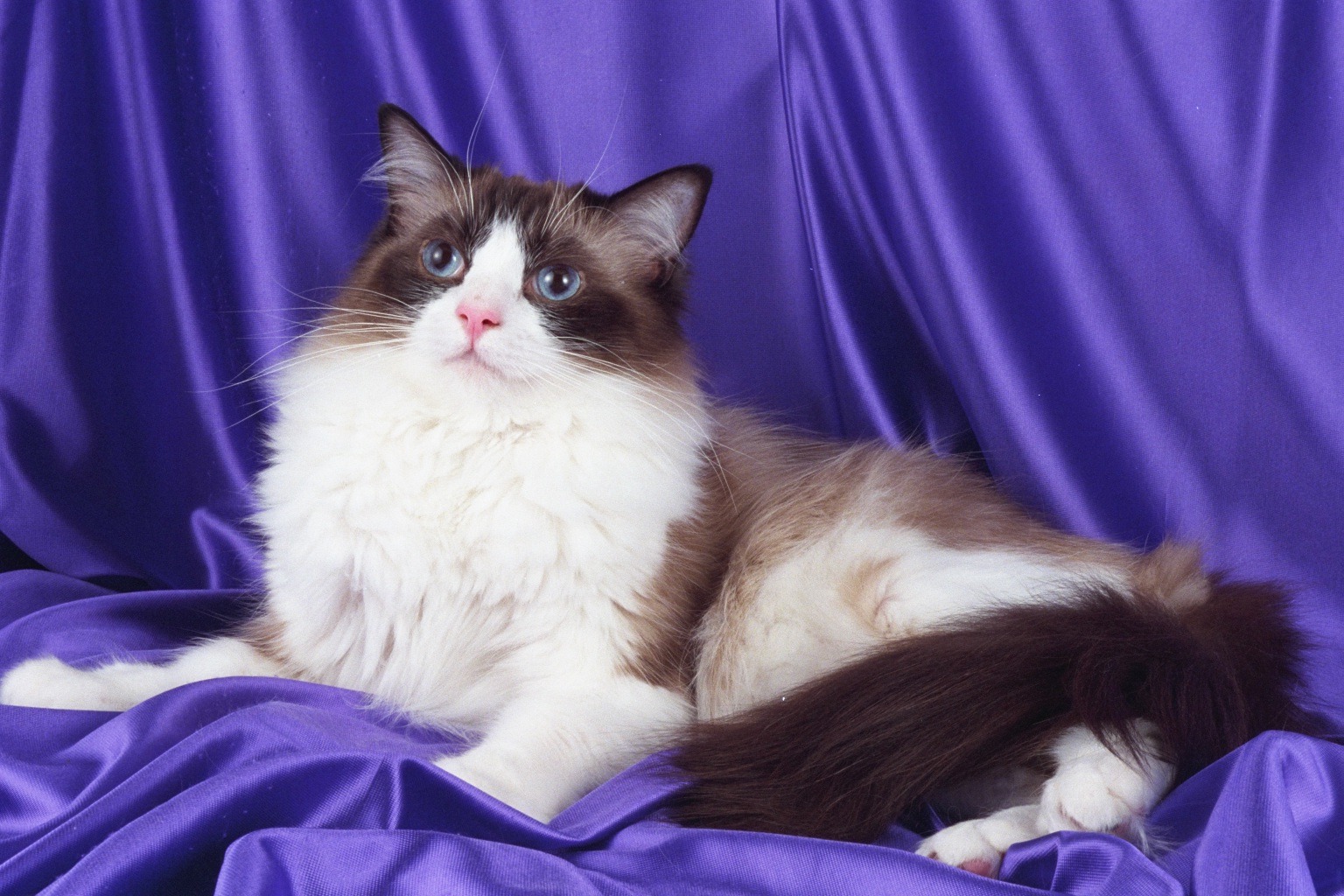 Ragdoll Cute Cats | Cute Cats